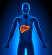 Medical Imaging - Male Organs - Liver