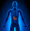 Medical Imaging - Male Organs - Gallbladder / Pancreas