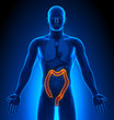 Medical Imaging - Male Organs - Colon