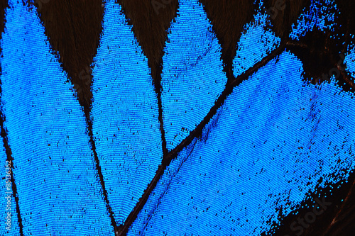 Blue butterfly wing