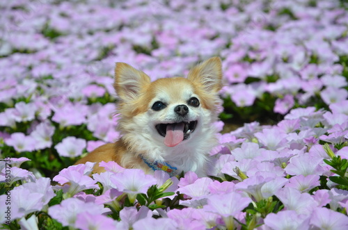 ペチュニアの花に包まれる可愛いチワワ Stock Photo Adobe Stock