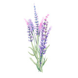 Bouquet of lavender painted with watercolors on white background