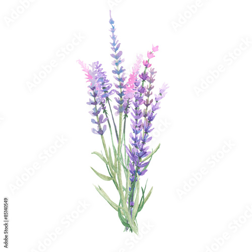 Bouquet of lavender painted with watercolors on white background Poster