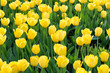 Yellow tulips meadow