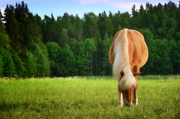 Horse in meadow