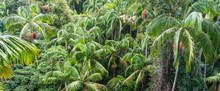 Close-up Of A Rainforest Canopy, Mount Tamborine, South East Queensland, Australia
