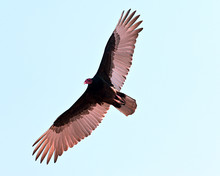 Low Angle View Of A Turkey Vulture Searching For Food, Arizona, USA