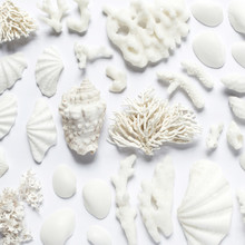 White Sea Shells And Corals On White Background