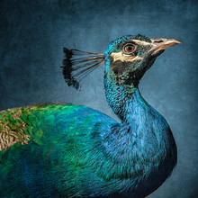 Side View Of Peacock Against Blue Background