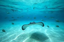 Underwater Shot Of A Stingray, Fish And Sharks In The Background, Tahiti, French Polynesia