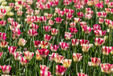 Fototapeta  - bright flowering colorful flowers tulips in garden