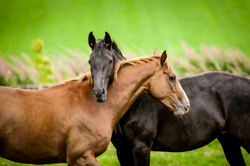 Naklejka na meble Two horses embracing.
