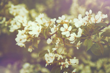 pretty blooming spring tree flowers toned with a retro vintage instagram filter effect