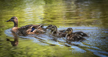 A Mother And Her Family Of Ducks Out On The River.