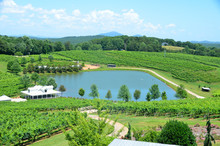 Vineyards Of North Georgia, USA.