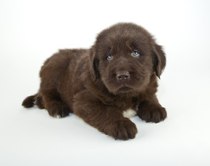 Canvas Print - Newfoundland Puppy