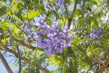 Jacaranda Tree Flowers