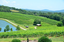 Vineyard North Georgia, USA