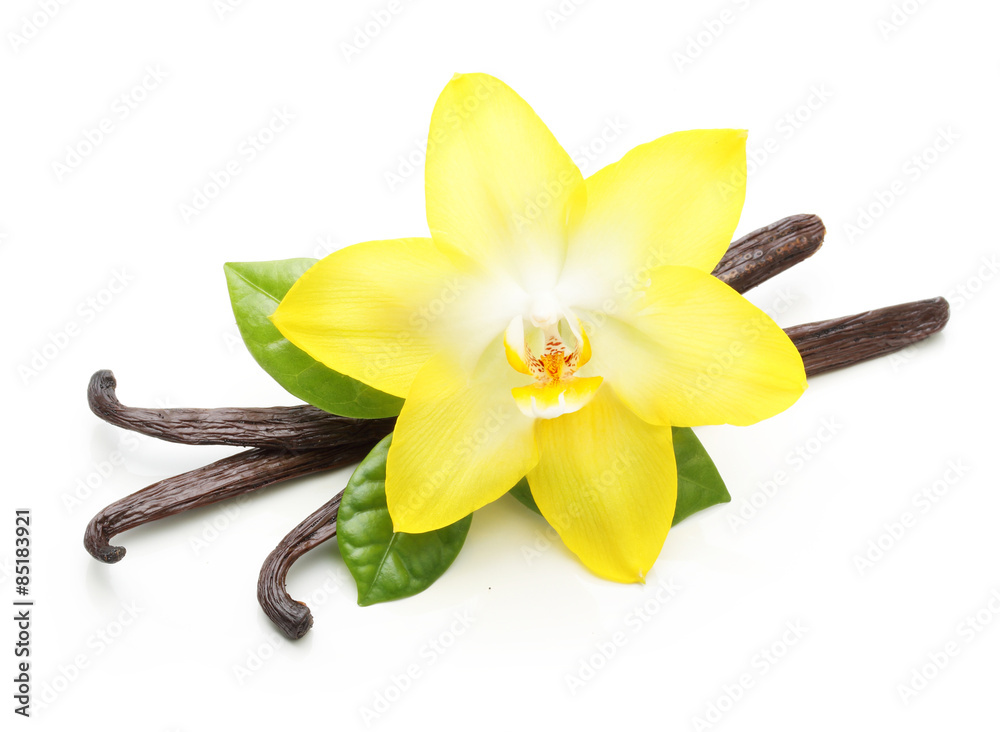 Vanilla pods and orchid flower isolated - obrazy, fototapety, plakaty 
