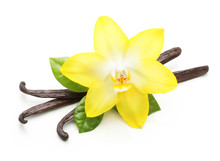 Vanilla Pods And Orchid Flower Isolated