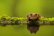 Common Toad in a reflection pond on a mossy log