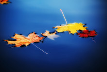 Autumn Maple Leaves On Water