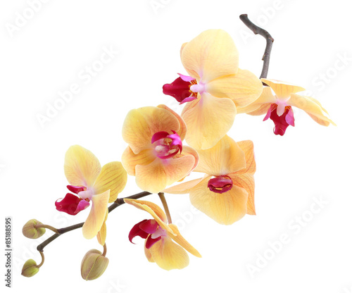 Naklejka - mata magnetyczna na lodówkę Orchid flower branch isolated 