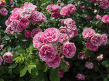 Bush pink rose close-up. Flowers and gardens