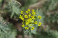 Spurge Flower Close Up. Euphorbia Sp.