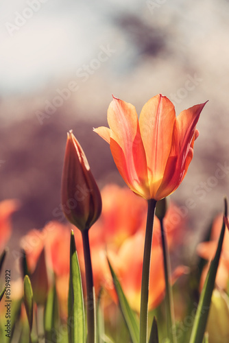 Naklejka na drzwi Closeup of an orange tulip in flowerbed