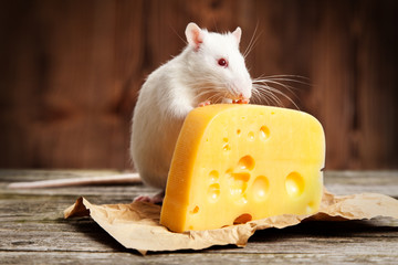 Wall Mural - Pet rat with a large piece of cheese