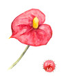 Tropical flower - Anthurium. Watercolor vector