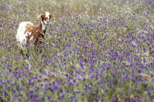 Capra in un prato di fiori viola - Buy this stock photo and explore ... Capra in un prato di fiori viola - Buy this stock photo and explore ...