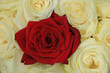 red and white roses