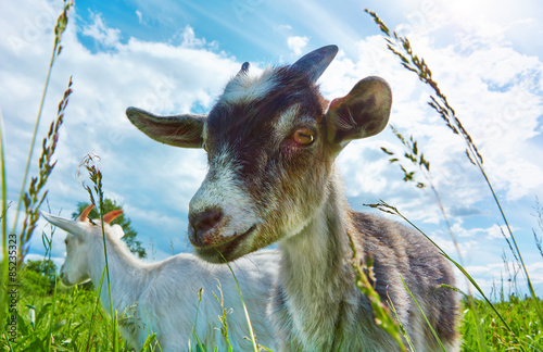 Fotografia  Goats in the pasture