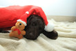 Dreaming of a dog's Christmas