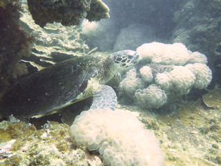 closed up the turtle in north andaman, thailand