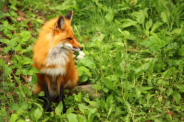 Wall Mural - red fox in the grass
