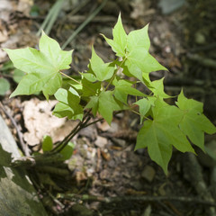 small maple tree with green leaves
