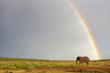 An elephant crosses an open field with a rainbow in the background