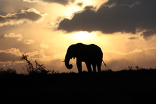 Elephant Silhouette At Sunset 