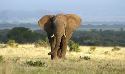 a huge elephant bull approaches in golden light