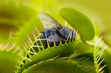 Venus Flytrap - Dionaea Muscipula With Trapped Fly