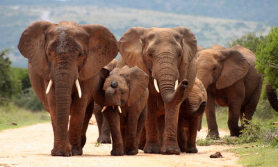 Wall Mural - A herd of elephants with baby calves approaches us. Took the shot at a low angle to enhance the portrait. Taken in Addo elephant national park,eastern cape,south africa