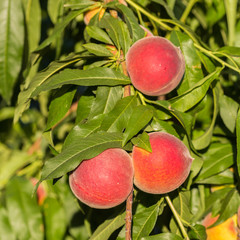 Peach of Bivona. Sicily. Variety of Prunus persica. 