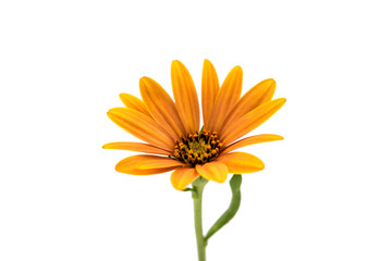 Wall Mural -  Osteospermum Daisy or Cape Daisy Flower Flower