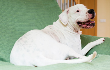 Wall Mural - Dogo Argentino  at home