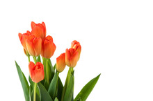 Beautiful Bouquet Of Orange Tulips