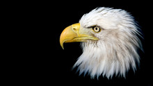 Portrait Of An American Bald Eagle Against A Black Background With Room For Text