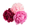 Three different color peonies